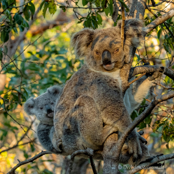 Koala in der freien Natur