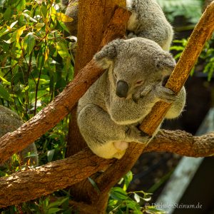 Taronga Zoo – Tag 3 in Sydney
