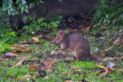 Wallaby direkt vor unserem Haus