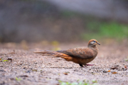 Vogel vor unserem Haus