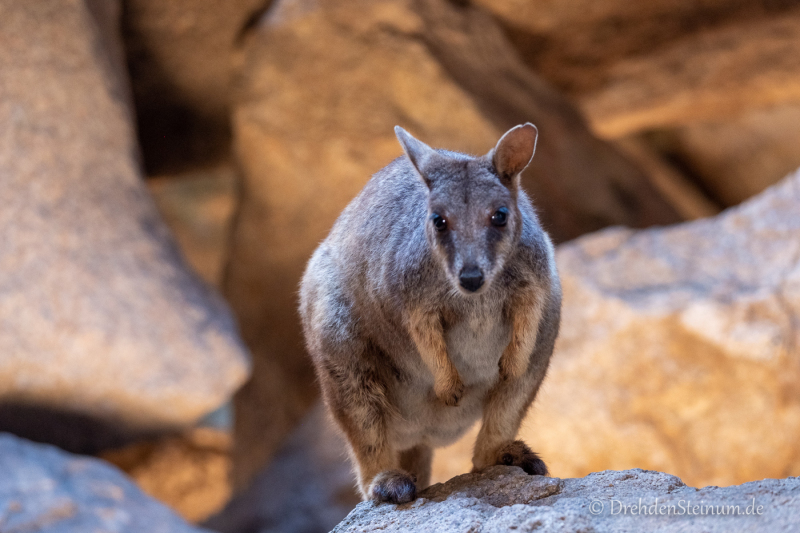 Wallaby in der Geoffrey Bay