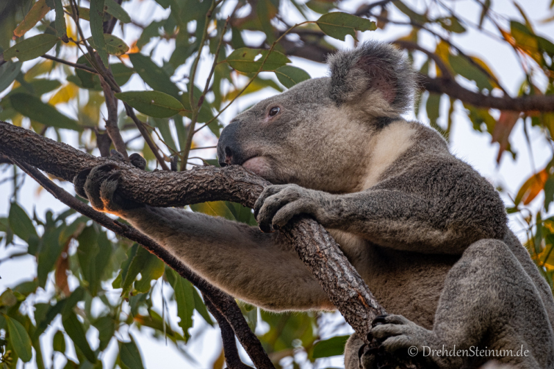 Koala in der freien Natur