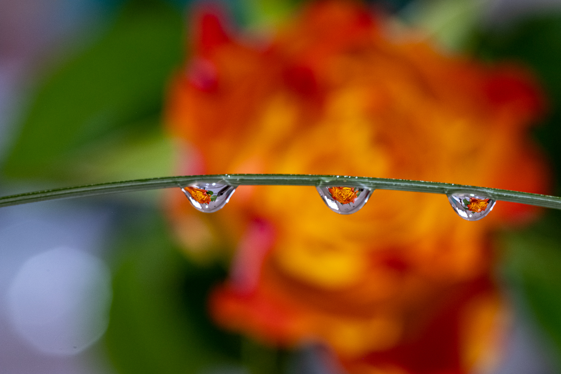 Makrofotografie – Einstieg in die Tropfenfotografie