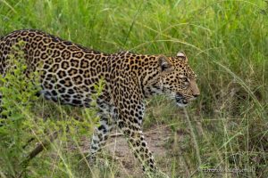 Lake Mburo Nationalpark (Tag 13-16)